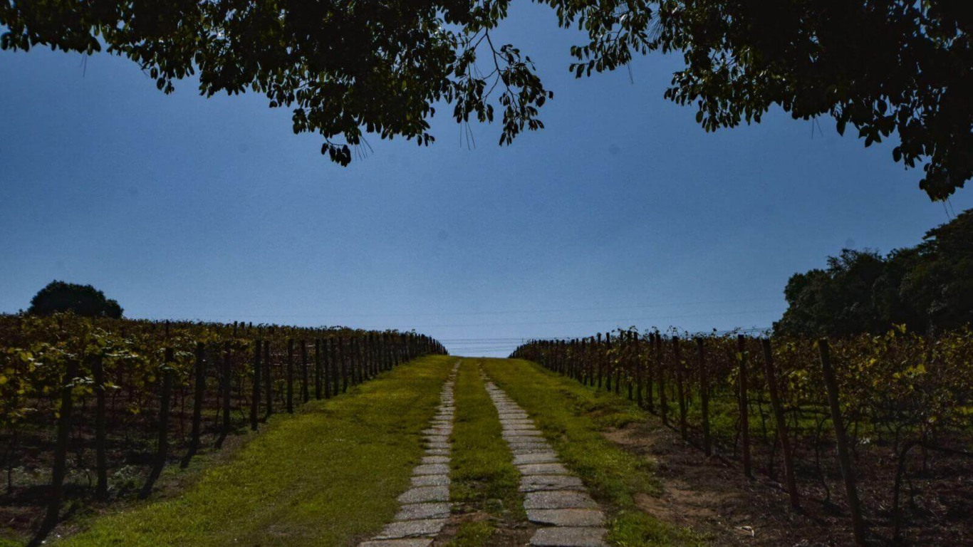 Parreira em Jundiaí