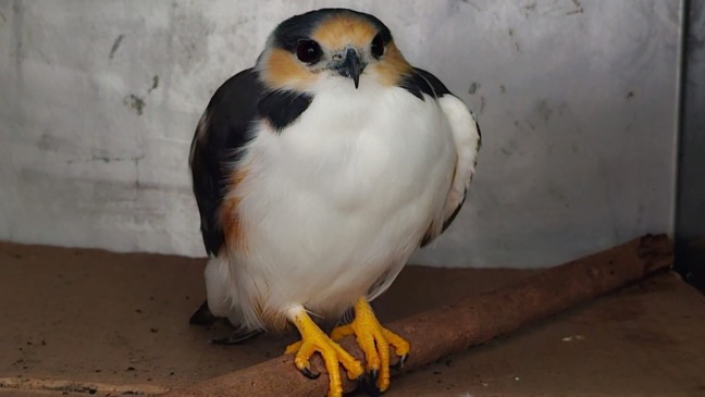 Mata Ciliar de Jundiaí recebe ‘gaviãozinho’, a menor espécie de rapinante do Brasil