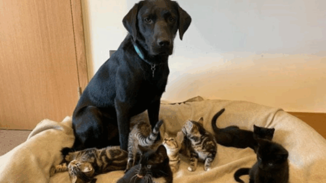 (Foto: Battersea Dogs & Cats Home) 