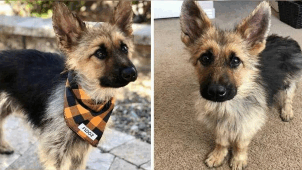 Foto: Reprodução/Instagram (@ranger_thegshepherd)