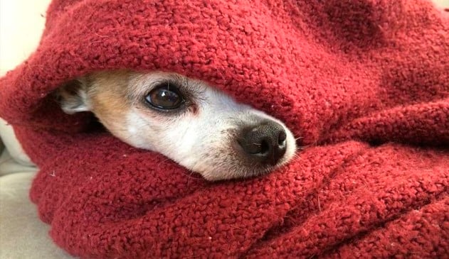 Cuidados com os pets no inverno