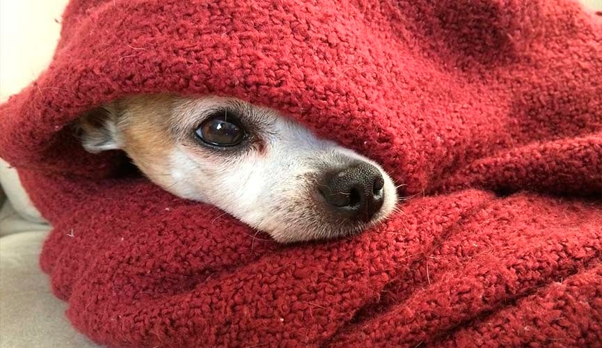 Cuidados com os pets no inverno
