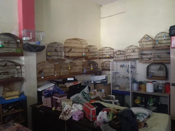 100pássaros-nativos-apreendidos2