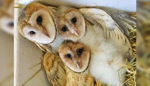 Corujas-suindaras filhotes