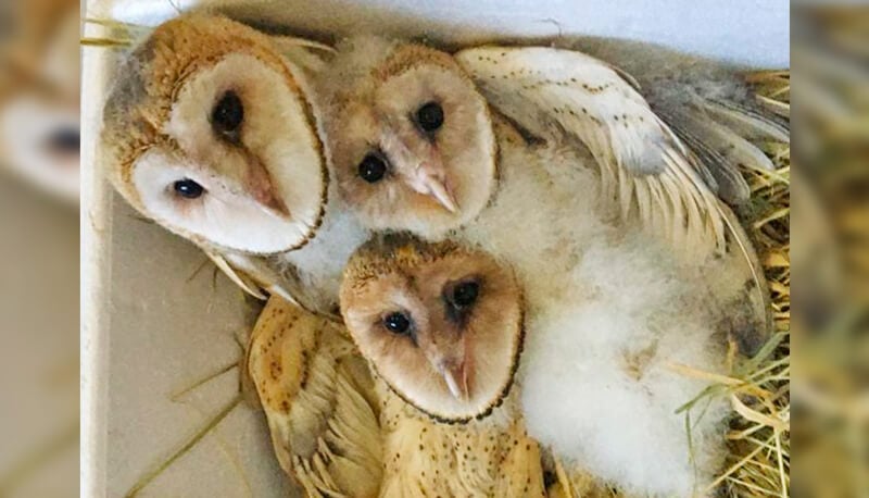 Corujas-suindaras filhotes
