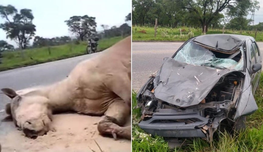 Cavalo marrom morto, à direita; carro preto destruído, à esquerda