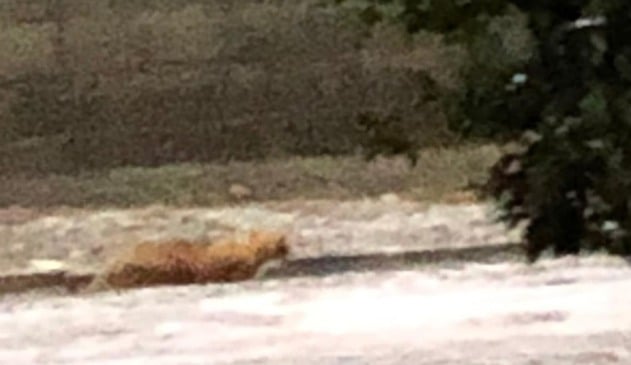 Câmera de segurança flagra onça em condomínio de Valinhos (Foto: Ricardo Saldanha)