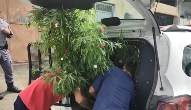 Pé de maconha decorado com enfeites natalinos