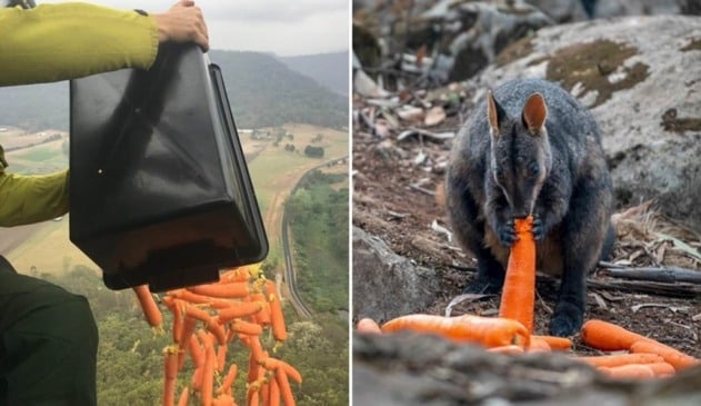 cenouras sendo despejadas de helicóptero, à esquerda; canguru comendo cenoura, à direita