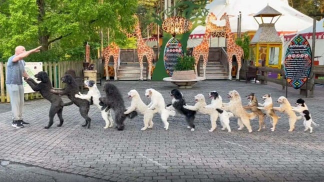 14 cachorros dançando Conga