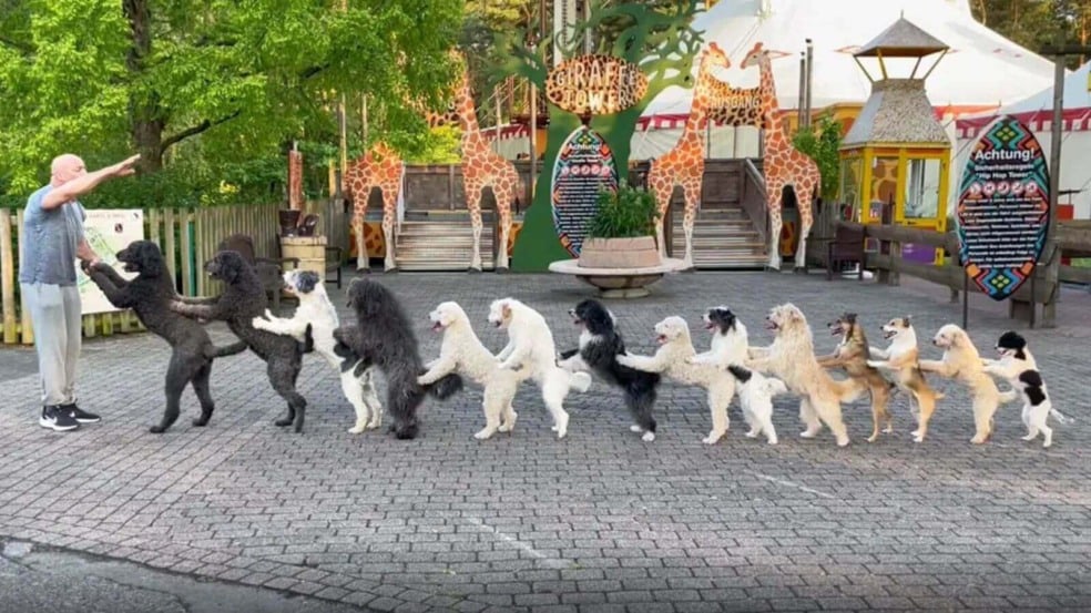 14 cachorros dançando Conga