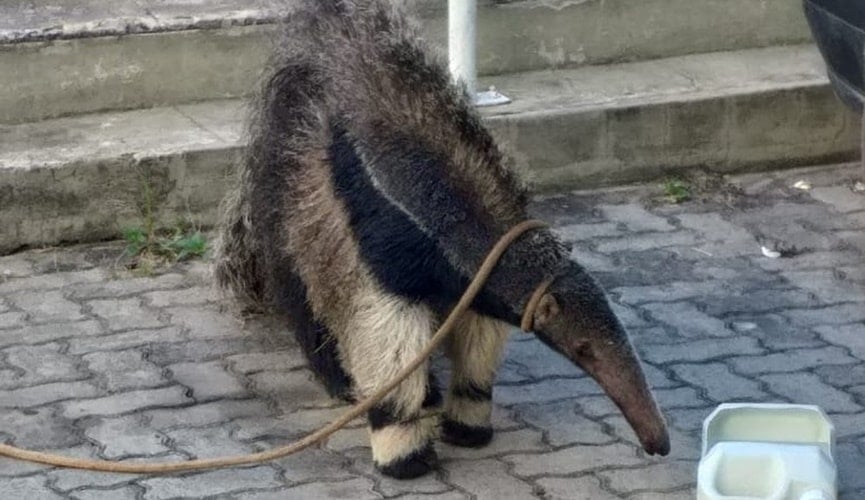Tamanduá-bandeira com corda no pescoço