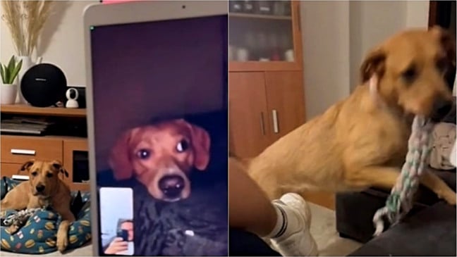 (Foto: Reprodução TikTok/@javi.escu | Edição: Amo Meu Pet)
