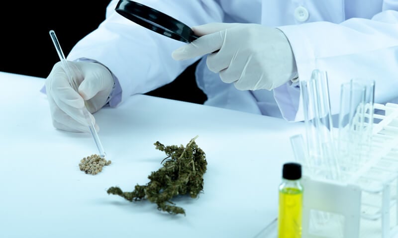 Pesquisador manuseia óleo de cannabis