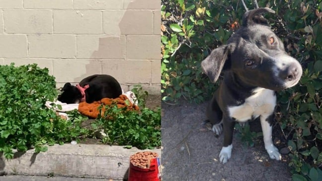 Cãozinho abandonado com sua coberta espera por dois dias que tutor volte para buscá-lo