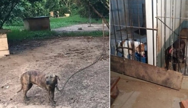 Pit bulls acorrentados e com sinais de maus-tratos