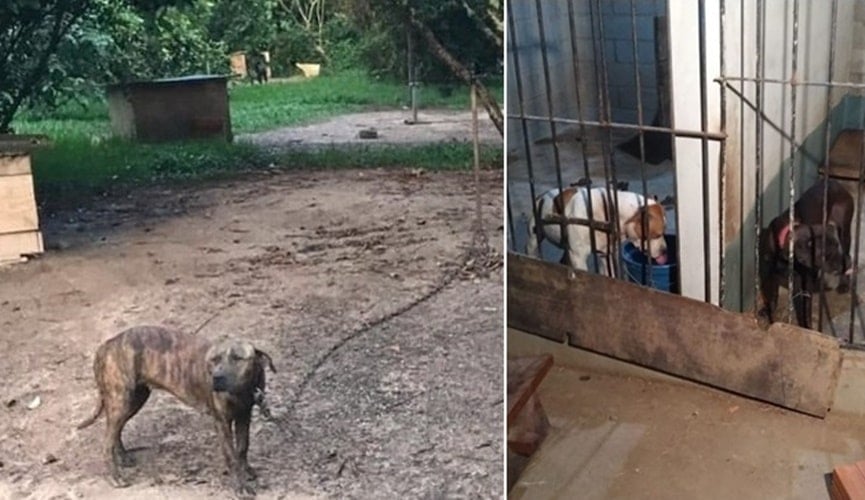 Pit bulls acorrentados e com sinais de maus-tratos