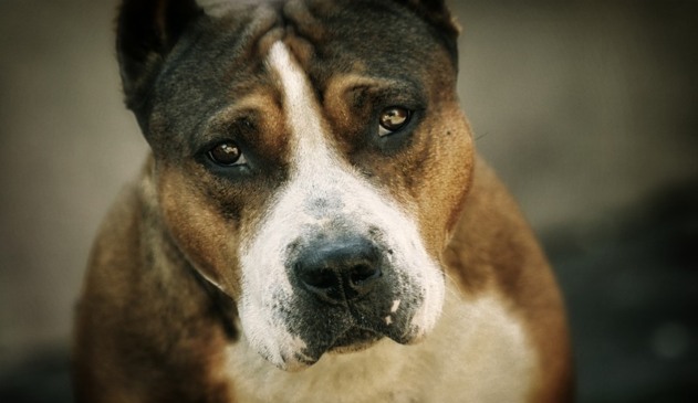 Cachorro da raça pit bull marrom e branco