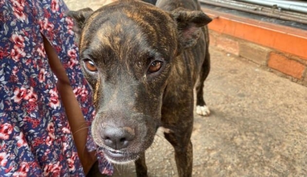 Foto de cachorro marrom com manchas amarelas.