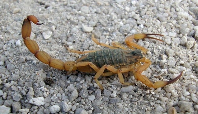 Escorpião amarelo andando sobre pedras