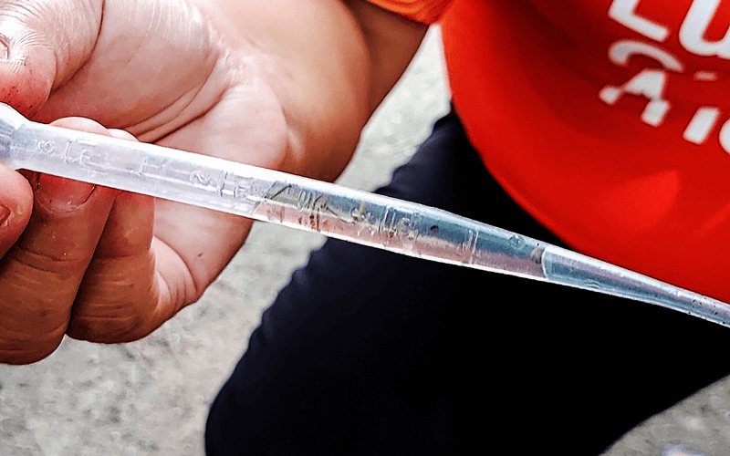 Larvas em tubo plástico transparente