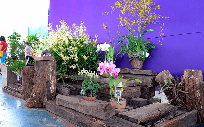 Orquivárzea é uma das principais festas do município. (Foto: Divulgação/Prefeitura Municipal de Várzea Paulista)