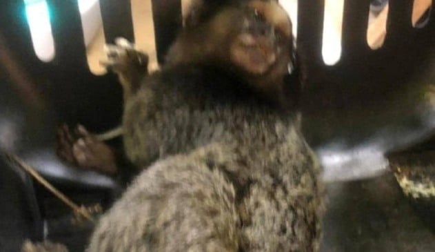 Foto de macaco em gaiola de transporte