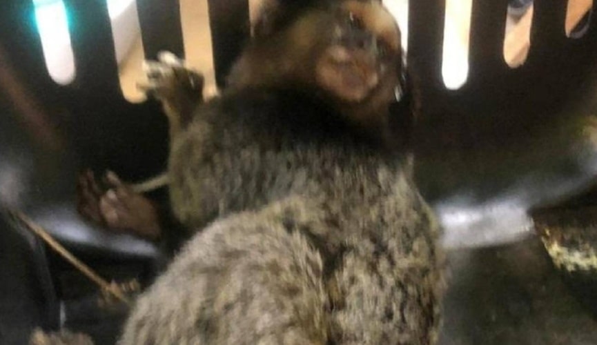 Foto de macaco em gaiola de transporte