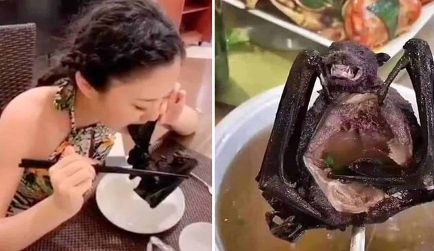 Coronavírus pode ter sido transmitido em sopa de morcego na China