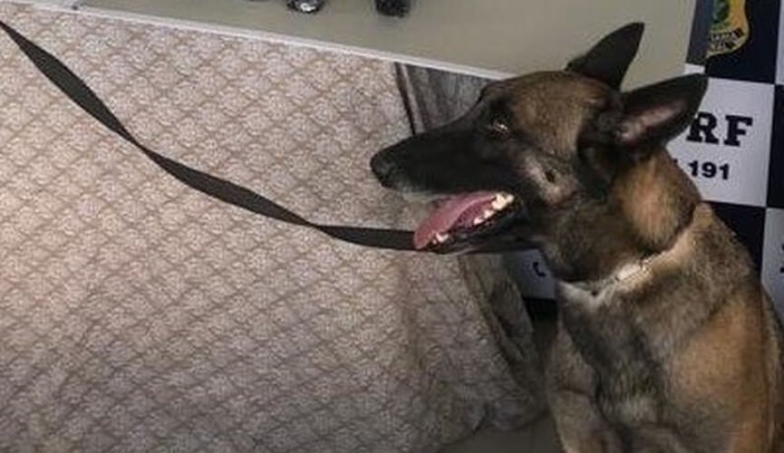 Cadela pastora-alemã com coleira preta