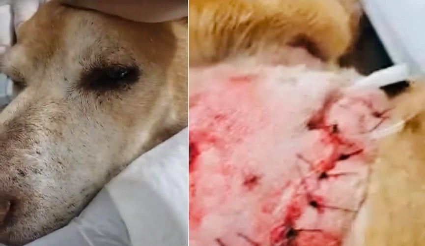 Foto de cachorro triste, à esquerda; foto de ferimento, à direita