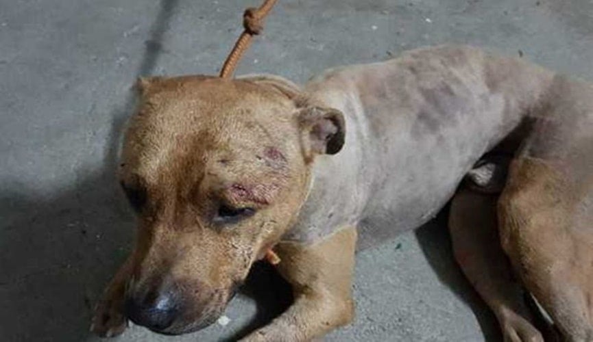 Cachorro machucado e amarrado em corda
