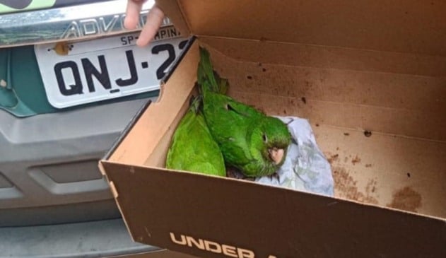 Duas maritacas dentro de caixa de sapato