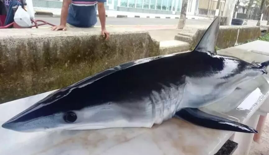 Tubarão em cima de uma mesa de madeira na praia