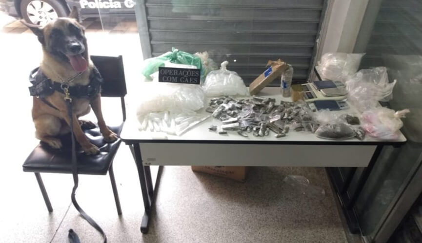 Cachorro da raça pastor alemão do canil da Guarda Municipal de Jundiaí sentado em cadeira ao lado de drogas apreendidas Cachorro da raça pastor alemão do canil da Guarda Municipal de Jundiaí sentado em cadeira ao lado de drogas apreendidas