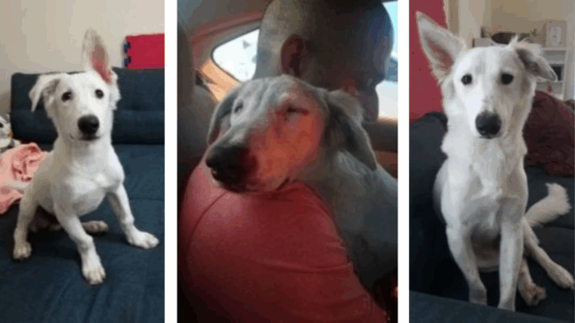 Foto: Divulgação/ Portal Amigo Cão