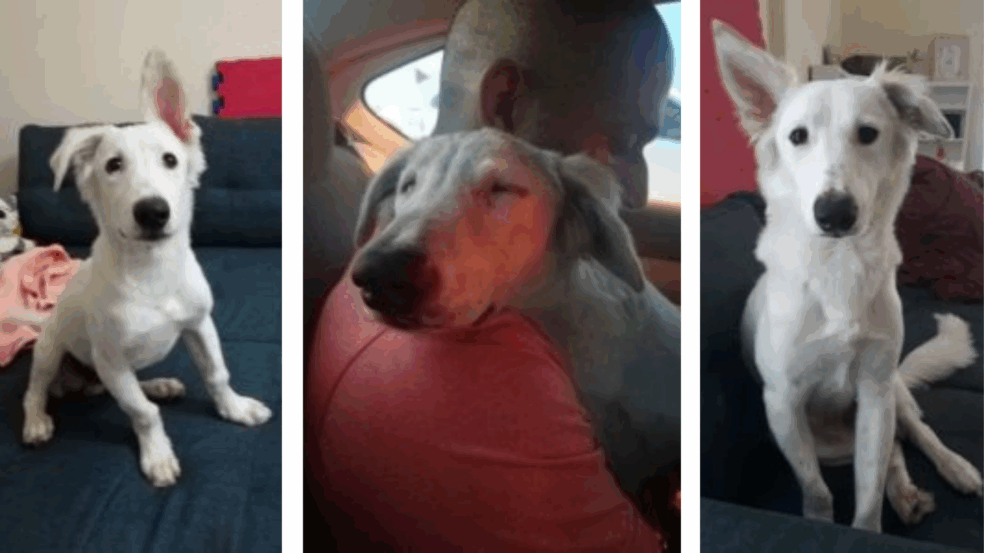 Foto: Divulgação/ Portal Amigo Cão