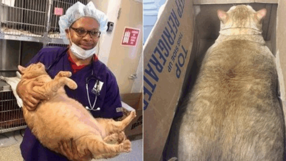 Gato gigante que pesa 35 quilos encontra um novo lar