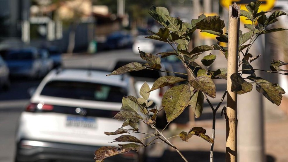 Mudas Parque da Represa Jundiaí