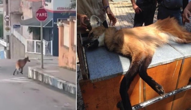 Lobo-guará correndo em avenida urbana; lobo-guará em maca, à esquerda