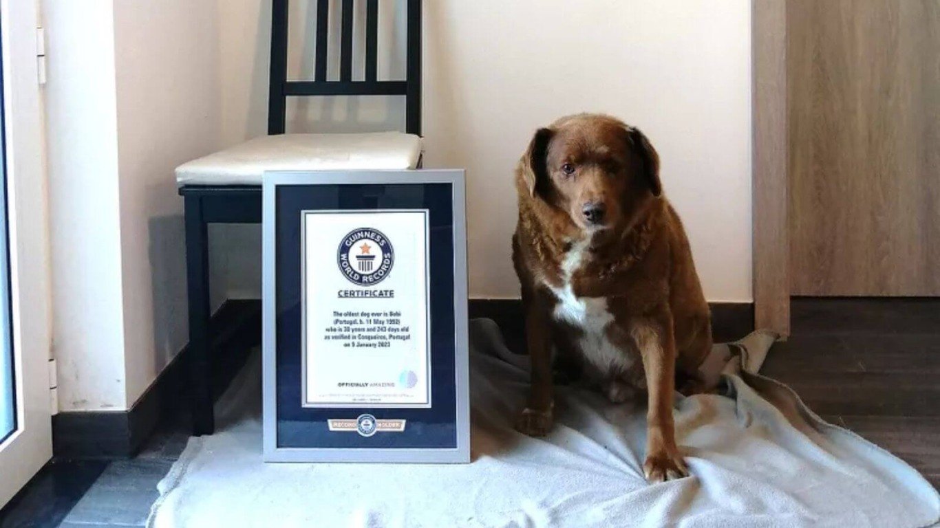 Cachorro mais velho do mundo