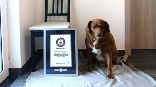 Cachorro mais velho do mundo