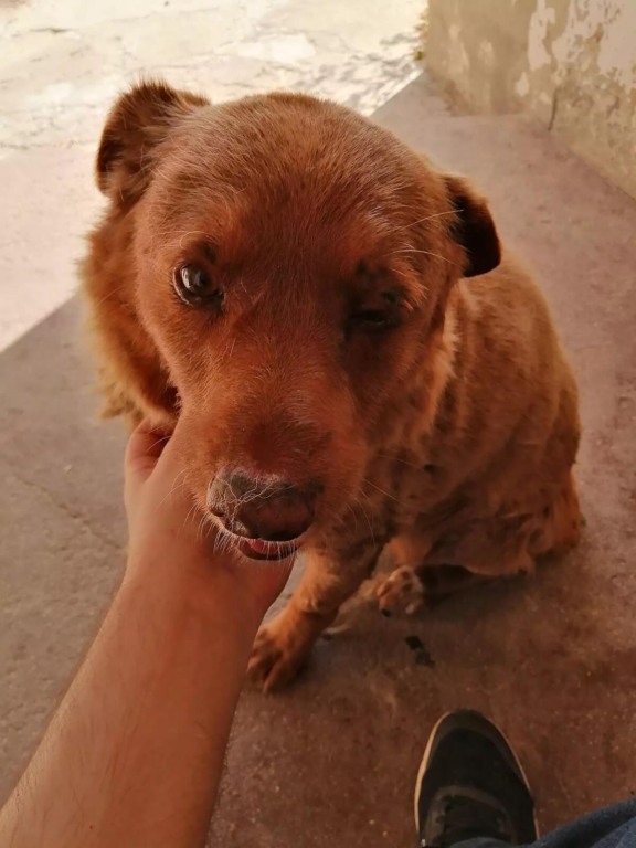 Cachorro mais velho do mundo