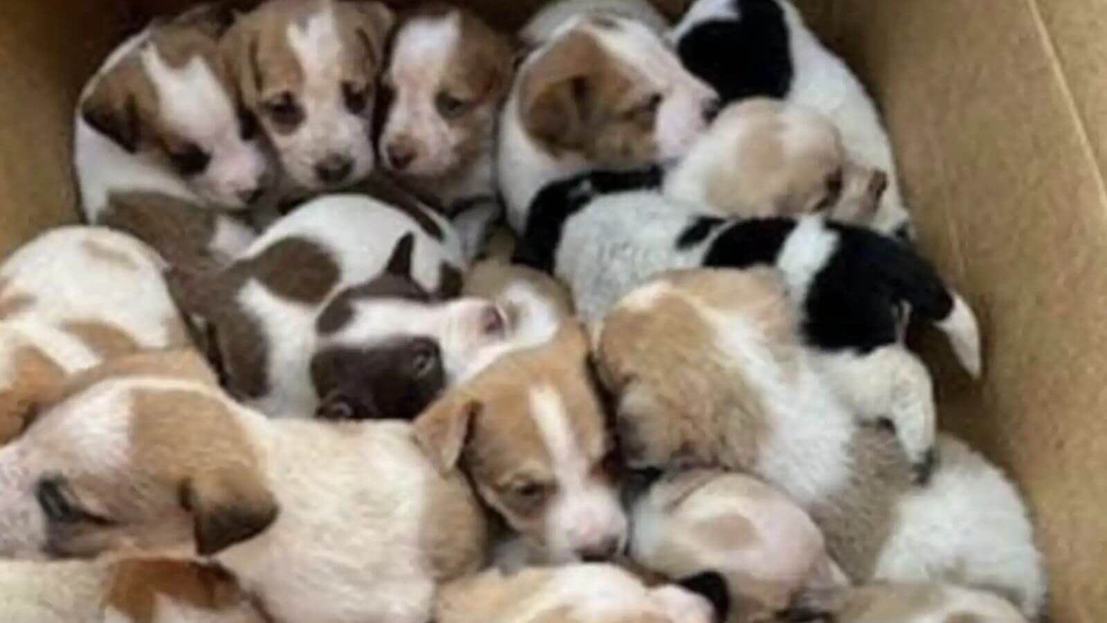 Cachorros abandonados em caixa de papelão