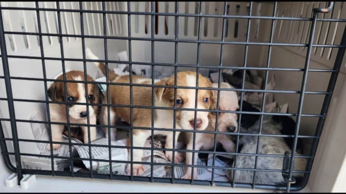 Cachorros abandonados em caixa de papelão
