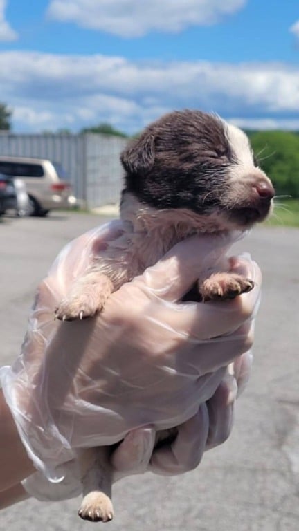 Cachorros abandonados em caixa de papelão