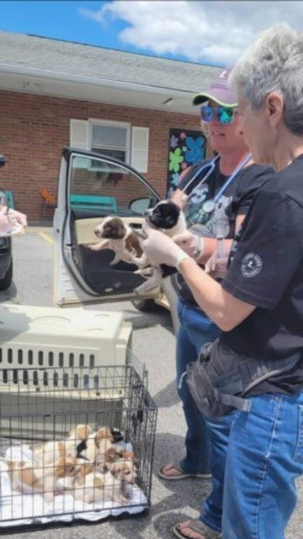 Cachorros abandonados em caixa de papelão