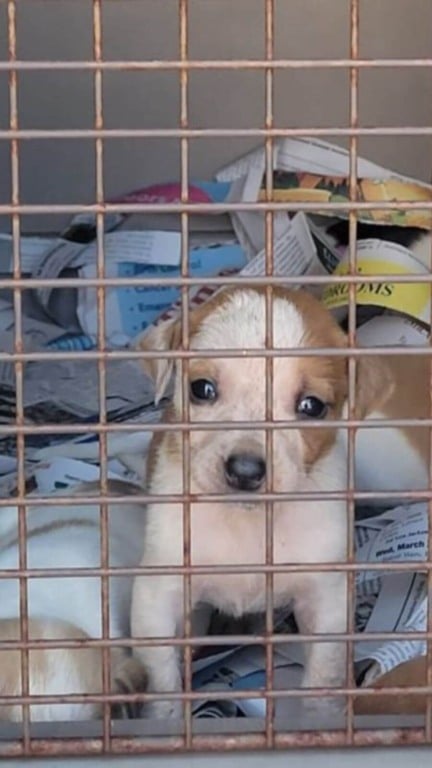Cachorros abandonados em caixa de papelão