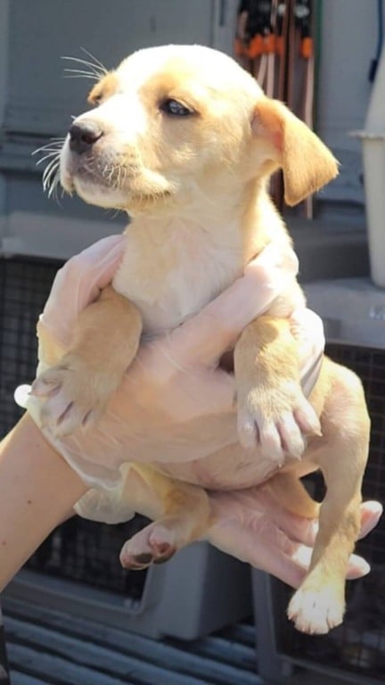 Cachorros abandonados em caixa de papelão