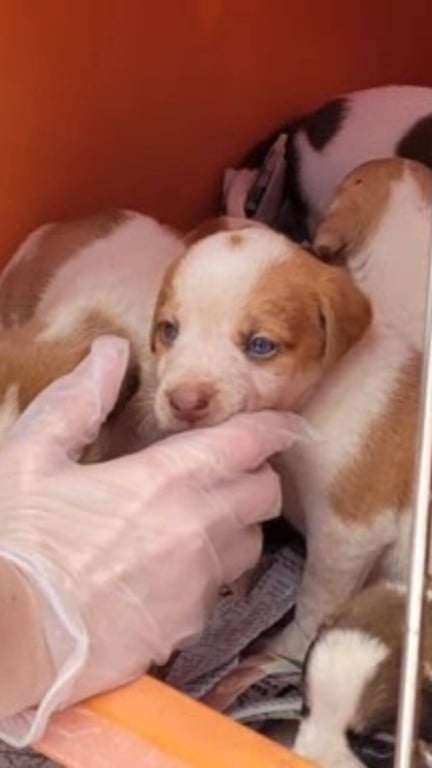 Cachorros abandonados em caixa de papelão